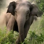 Lonar Elephant Attack Korba