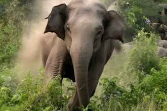 Lonar Elephant Attack Korba