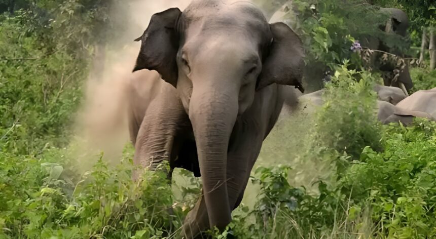 Lonar Elephant Attack Korba