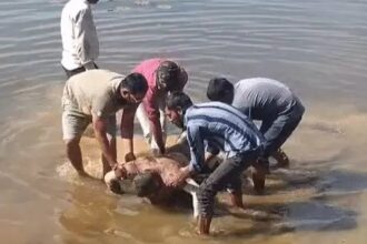 Poultry Farm Killing