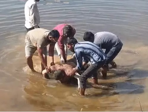 Poultry Farm Killing