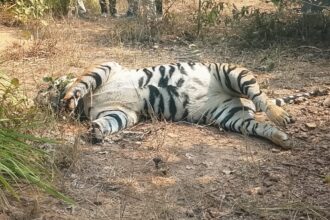 Surajpur Tiger Death