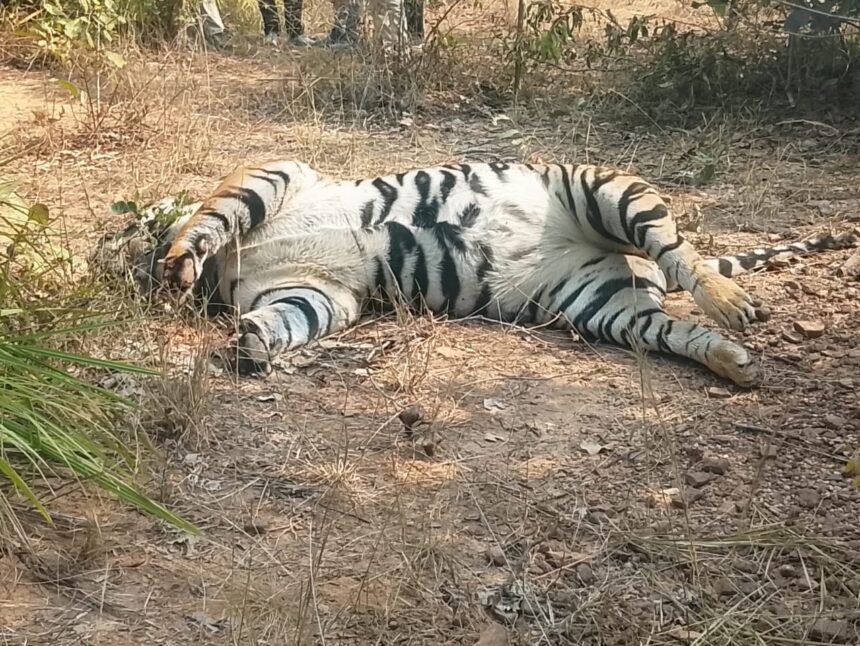 Surajpur Tiger Death