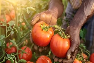 Tomato Production Loss