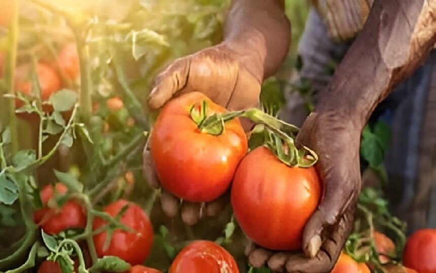 Tomato Production Loss