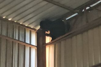 Wild Bear Rescue