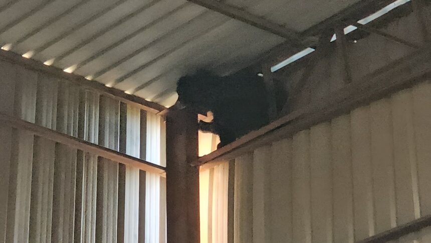 Wild Bear Rescue