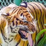 Wildlife Poaching Case