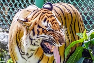 Wildlife Poaching Case