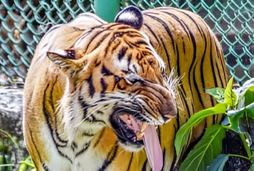 Wildlife Poaching Case