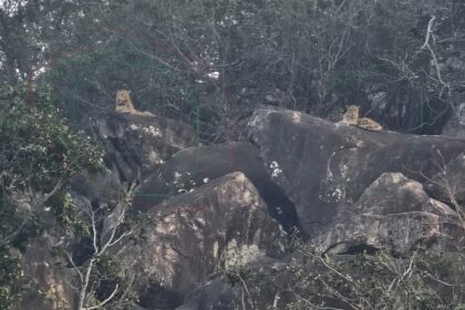 Leopard Terror