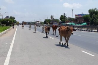 Highway Cattle Accident