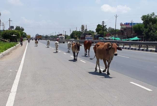 Highway Cattle Accident