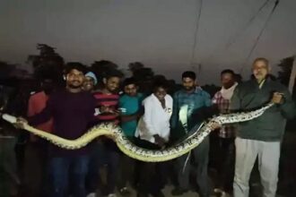 Dhamtari Python Rescue
