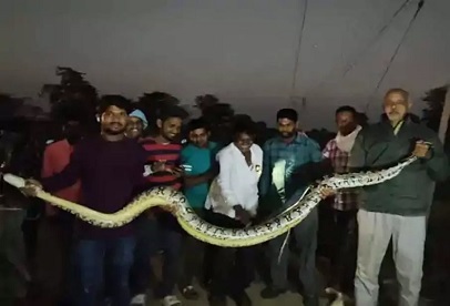 Dhamtari Python Rescue