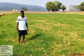 Wheat Farming Profit