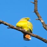 Barnawapara Wildlife Sanctuary