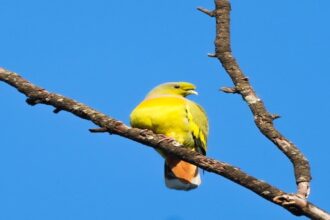 Barnawapara Wildlife Sanctuary