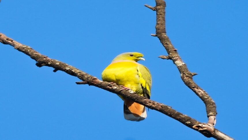 Barnawapara Wildlife Sanctuary