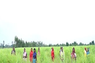 Medicinal Crops For Farmers