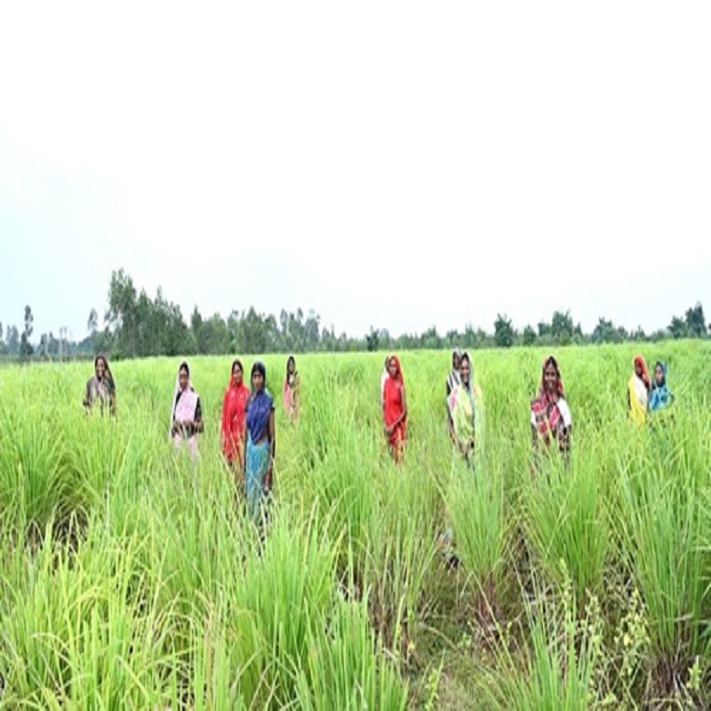 Medicinal Crops For Farmers
