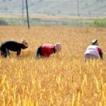 Paddy Procurement Chhattisgarh