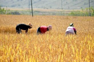 Paddy Procurement Chhattisgarh