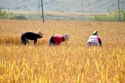 Paddy Procurement Chhattisgarh
