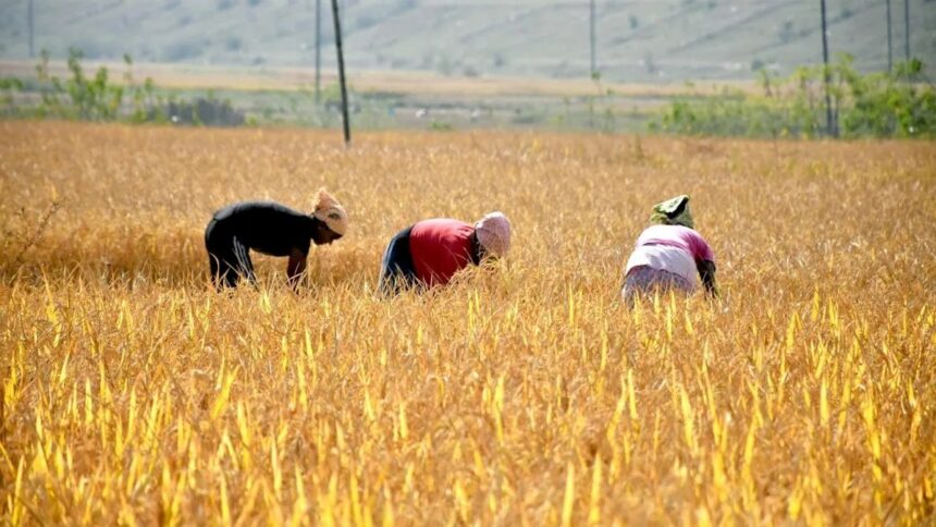 Paddy Procurement Chhattisgarh