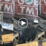 Bear Entered Liquor Shop