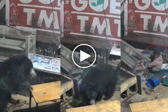 Bear Entered Liquor Shop
