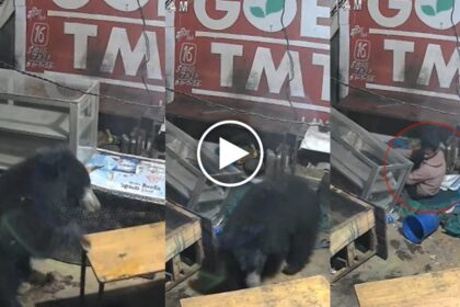 Bear Entered Liquor Shop