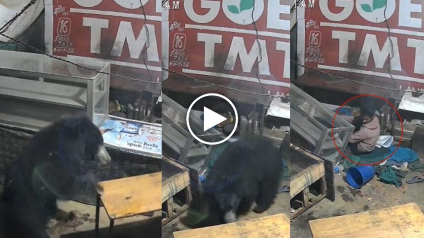 Bear Entered Liquor Shop