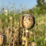 Illegal Opium Farming Case