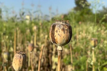Illegal Opium Farming Case