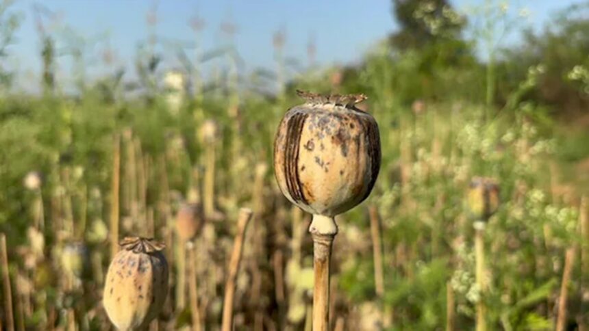 Illegal Opium Farming Case