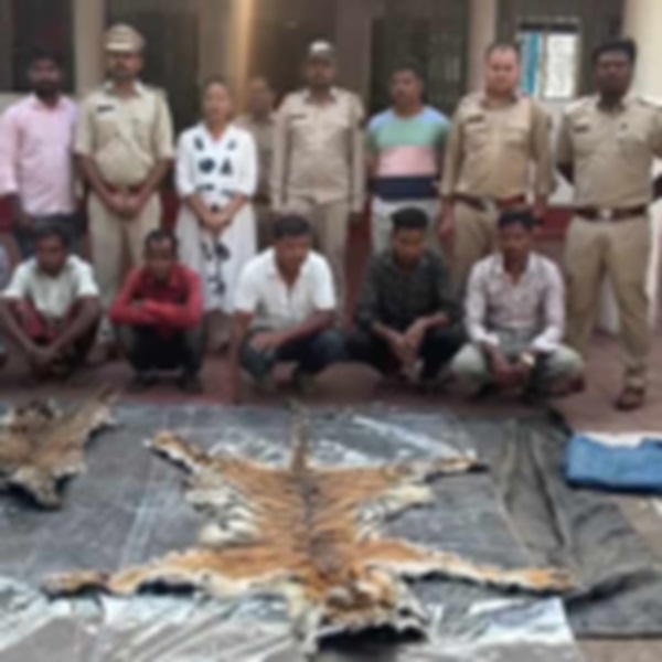 Bastar tiger poaching