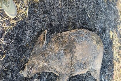 Kanker Forest Department Action