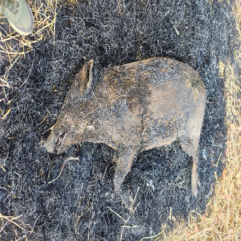 Kanker Forest Department Action