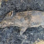 Kanker Forest Department Action