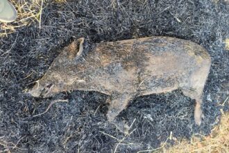 Kanker Forest Department Action