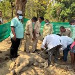 Baby Elephant Death Case