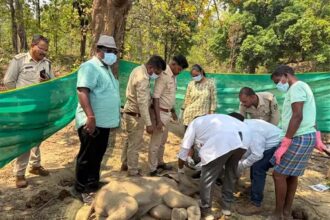 Baby Elephant Death Case