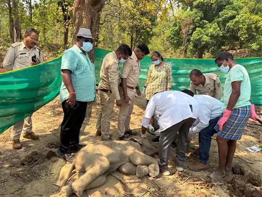 Baby Elephant Death Case