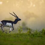 Barnawapara Blackbuck Success