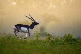 Barnawapara Blackbuck Success