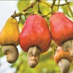 Bastar Cashew Industry