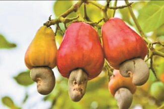 Bastar Cashew Industry