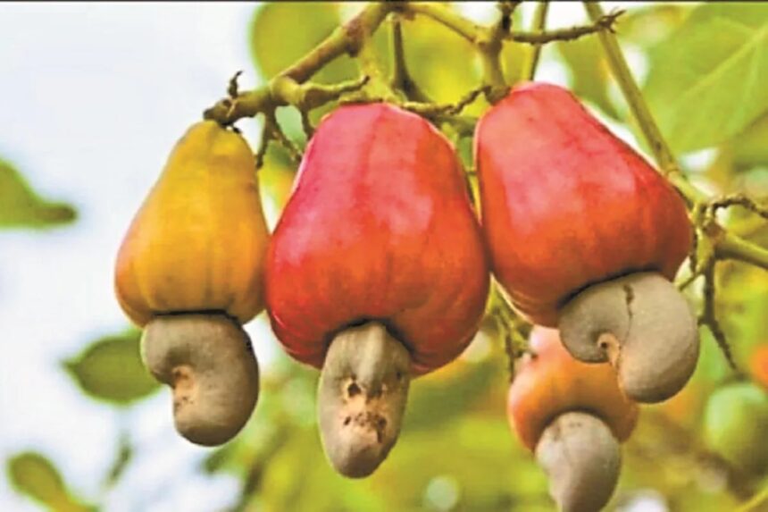 Bastar Cashew Industry
