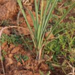 Green Gold Lemongrass